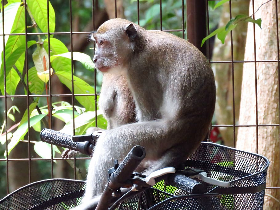 brown monkey sitting on a bicycle, naughty monkey, animal, wild HD wallpaper