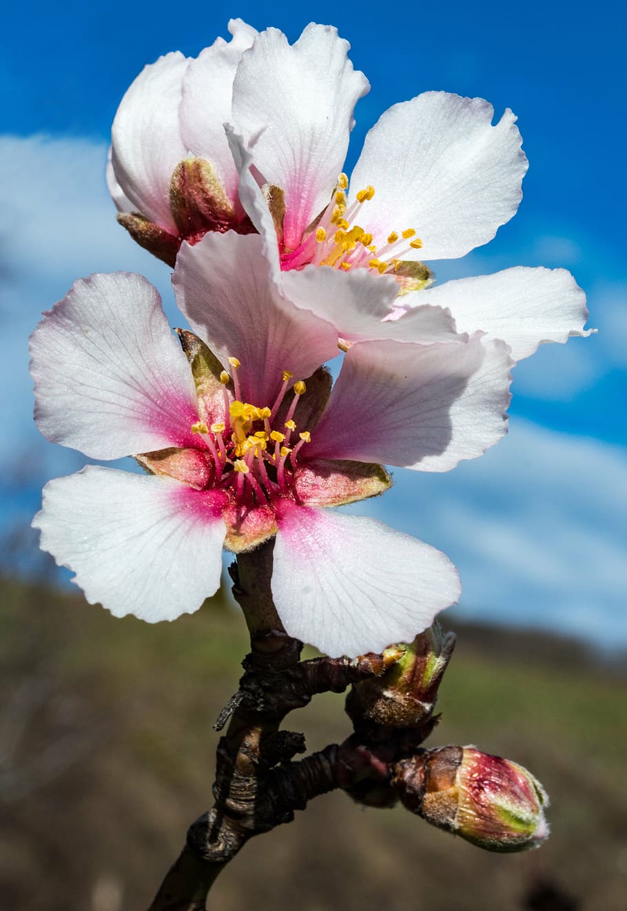flowering twig, blossom, bloom, close, almond blossom, spring HD wallpaper