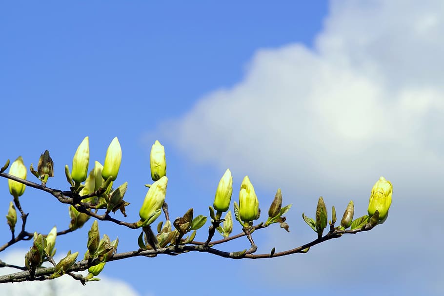 magnolia, the buds, yellow, twigs, magnolia branches, flower buds, HD wallpaper