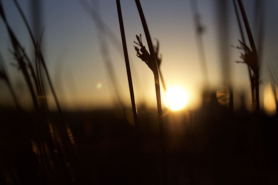 selective focus photography of grass, silhouette of plant on sunset HD wallpaper