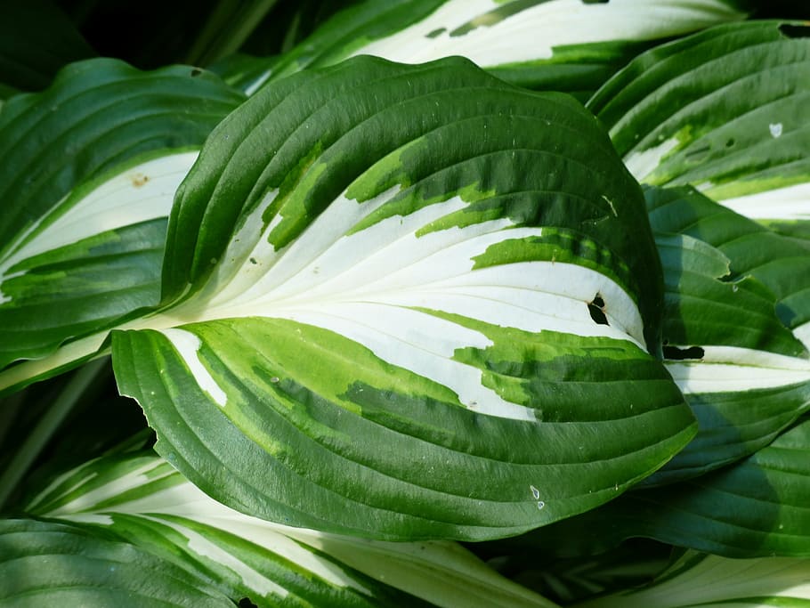 leaf, green, white, plantain lily, schattenpflanze, white stained HD wallpaper