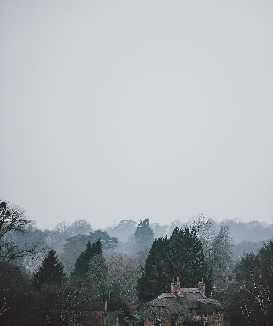 Forest Village Life, aerial photo of gray house, landscape, tree HD wallpaper