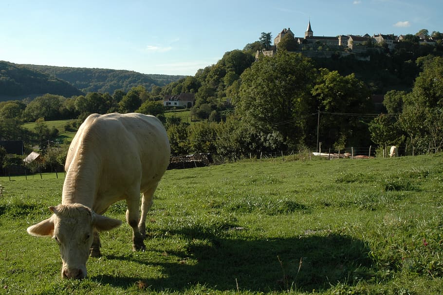 cow, cattle, pasture, landscape, meadow, village, hill, nature HD wallpaper