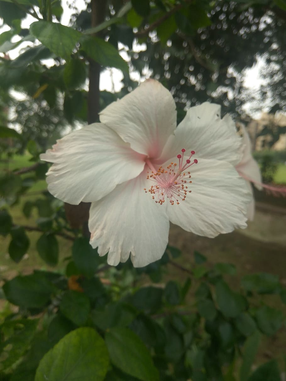 flower, white, plant, flowering plant, fragility, beauty in nature HD wallpaper