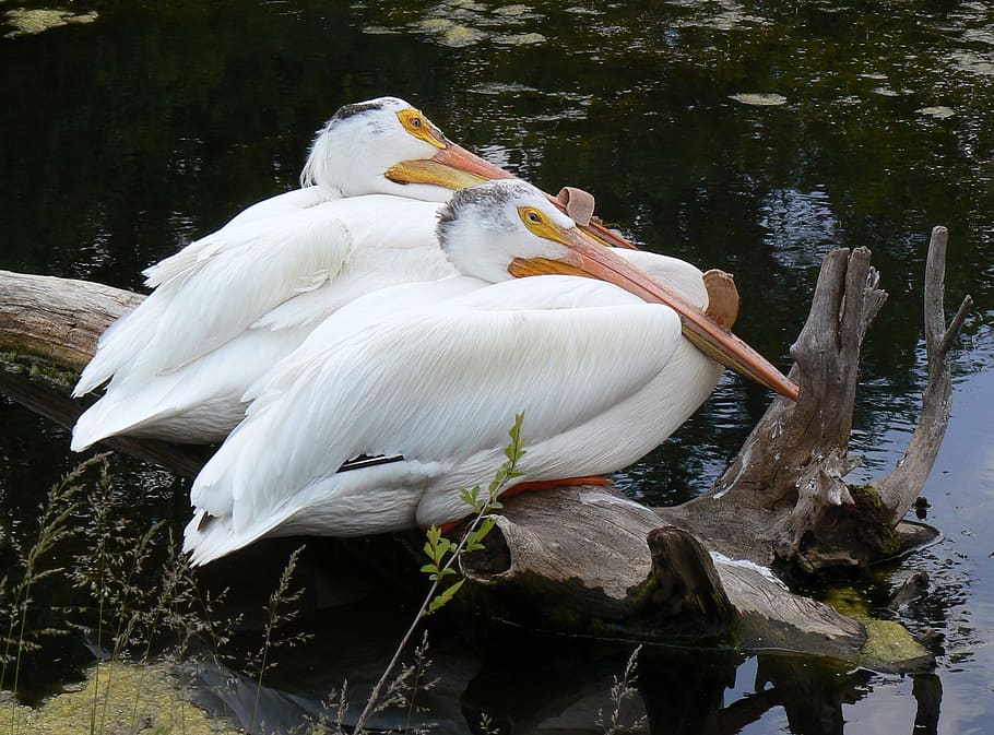 pelicans, two, birds, wildlife, beak, outdoor, pair, log, perched HD wallpaper
