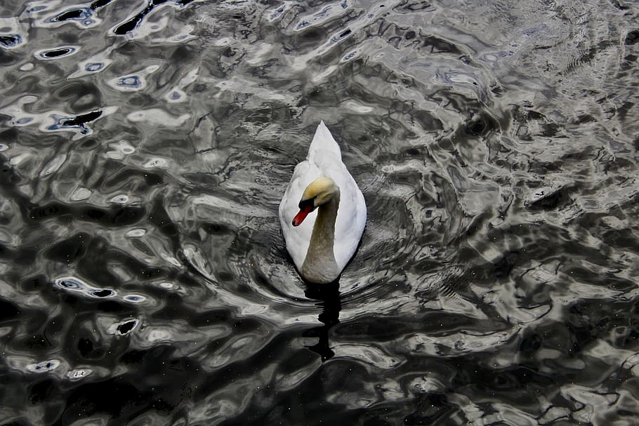 white swan swimming on body of water, white swan on body of water HD wallpaper