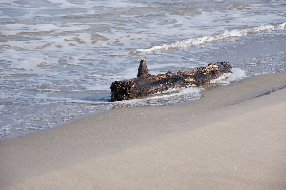 beach, sea, nature, log, water, sand, land, motion, animal themes HD wallpaper