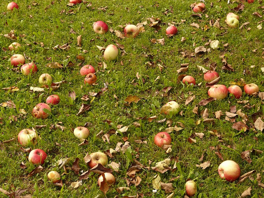 Apple, Meadow, Harvest, Pick, Windfall, orchard, fruit, vitamins HD wallpaper