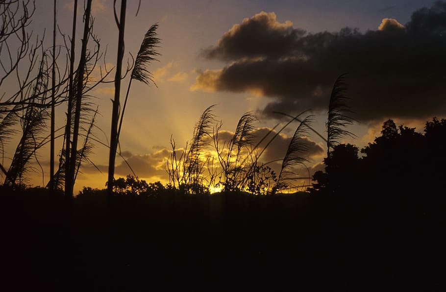 sunset, evening, clouds, sky, silhouette, cloud - sky, beauty in nature HD wallpaper