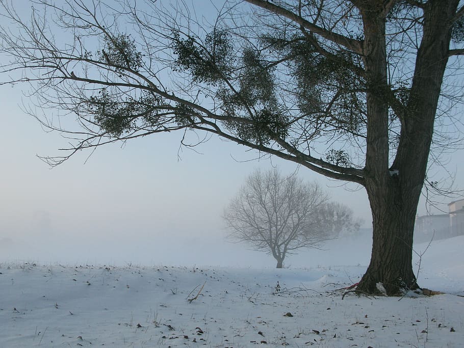 Winter, Fog, Mysterious, Tree, snow, cold temperature, nature HD wallpaper