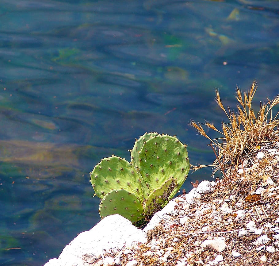 cactus, rock, sea, water, nature, beauty in nature, plant, lake HD wallpaper