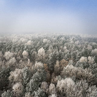 green pine trees covered with fog, aerial photo of white-and-green forest under blue sky at daytime HD wallpaper