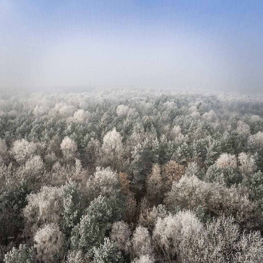 green pine trees covered with fog, aerial photo of white-and-green forest under blue sky at daytime HD wallpaper