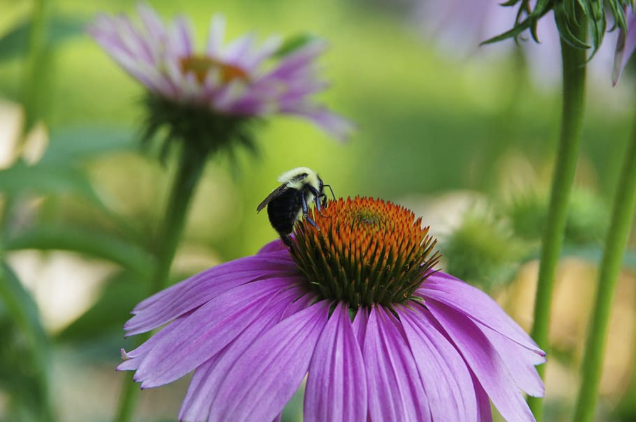 bee, purple, daisy, insect, macro, pollination, nature, flower HD wallpaper