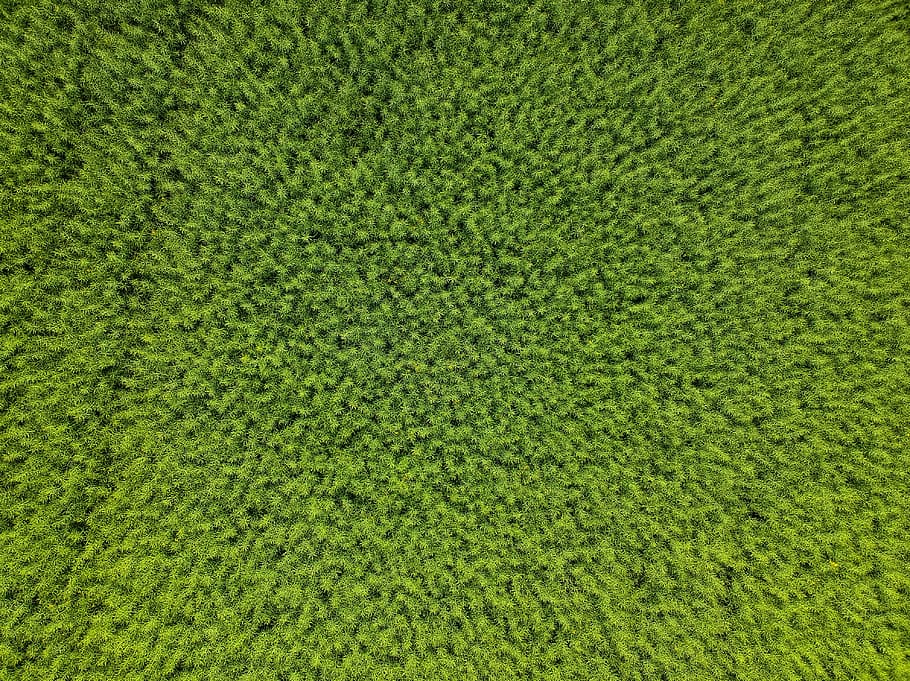 green textile, green texture, surface, drone view, aerial, aerial view HD wallpaper