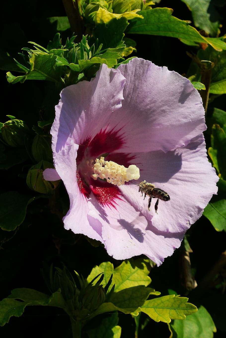 hibiscus, blossom, bloom, bee, purple, plant, mallow, close HD wallpaper