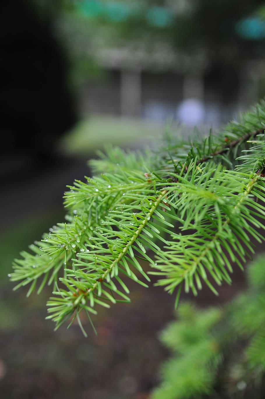 needle, flora, nature, tree, leaf, branch, evergreen, closeup HD wallpaper