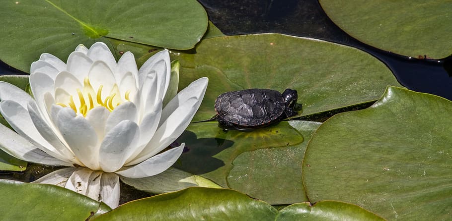 gray tortoise on green lily pad near the white lotus flower, turtle