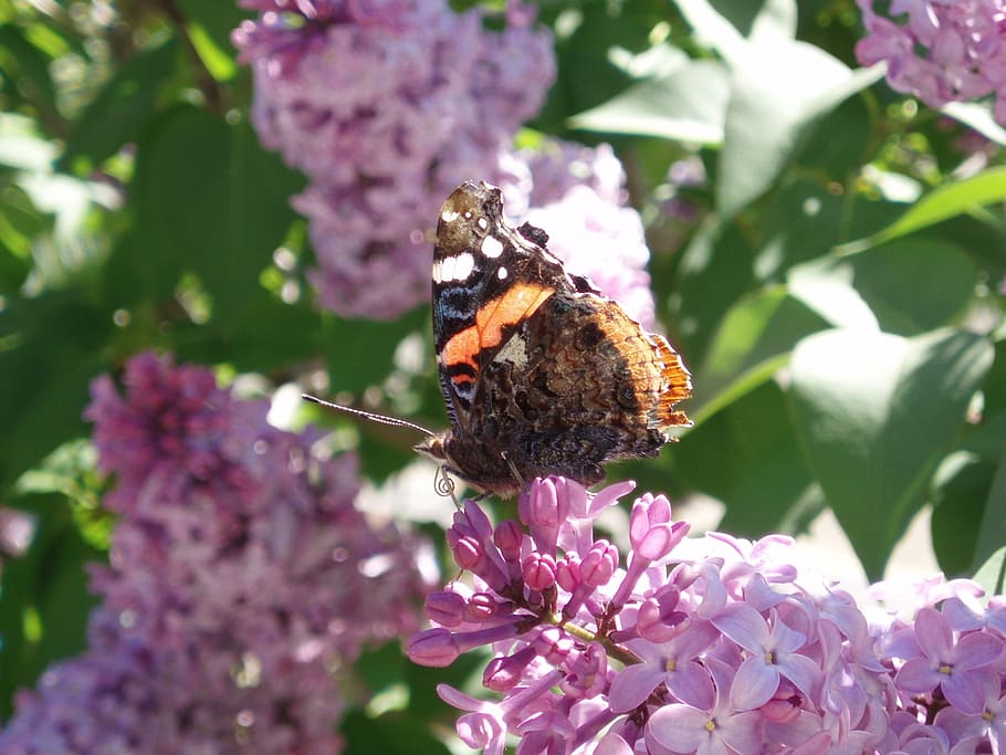 butterfly, flowers, spring, hostal, flowering plant, invertebrate HD wallpaper