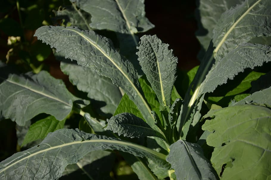 kale, garden, salad, growing, leaf, botanical, botany, herb HD wallpaper