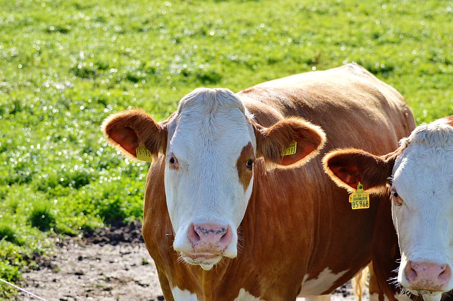 cow, beef, ruminant, cattle, livestock, paarhufer, pasture HD wallpaper