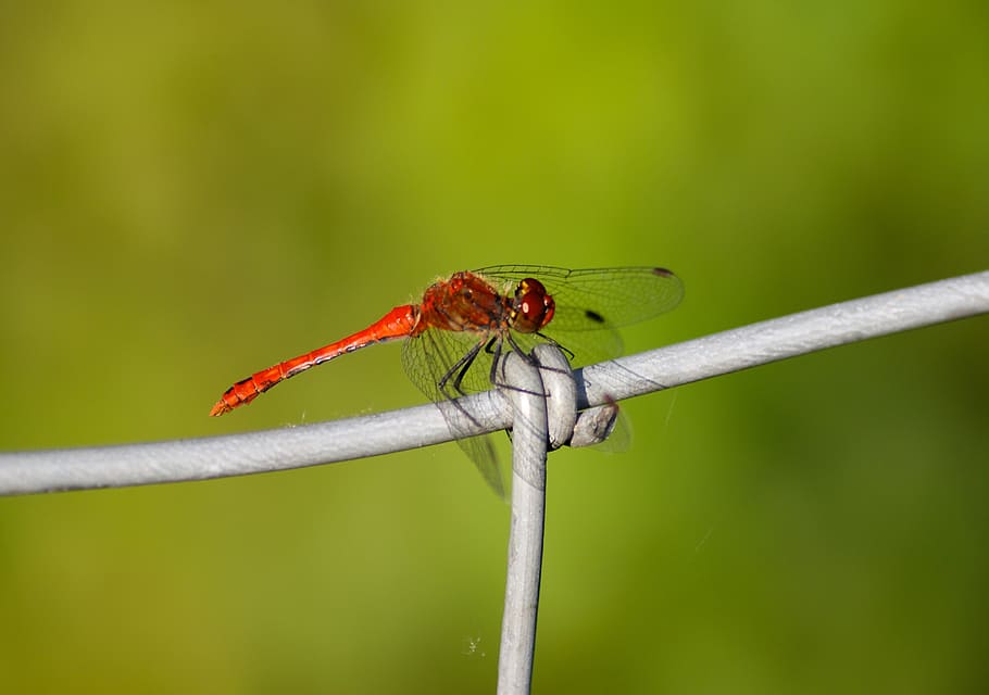 dragonfly, red, insect, transparent, wing, filigree, flight insect HD wallpaper