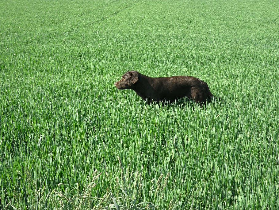 labrador, chocolate, meadow, grass, animal, animal themes, mammal HD wallpaper