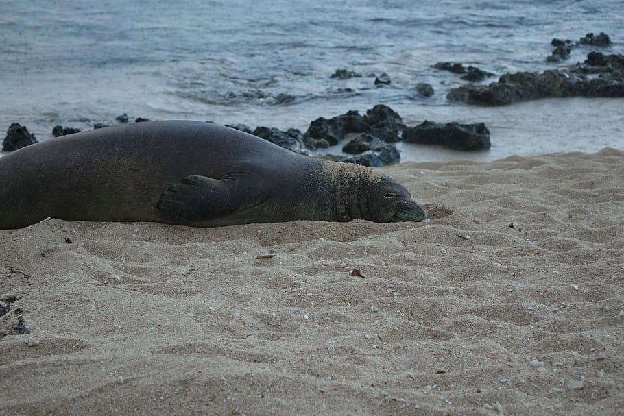 Harp seal at rest, sea lion on sand beside body of water during daytime
