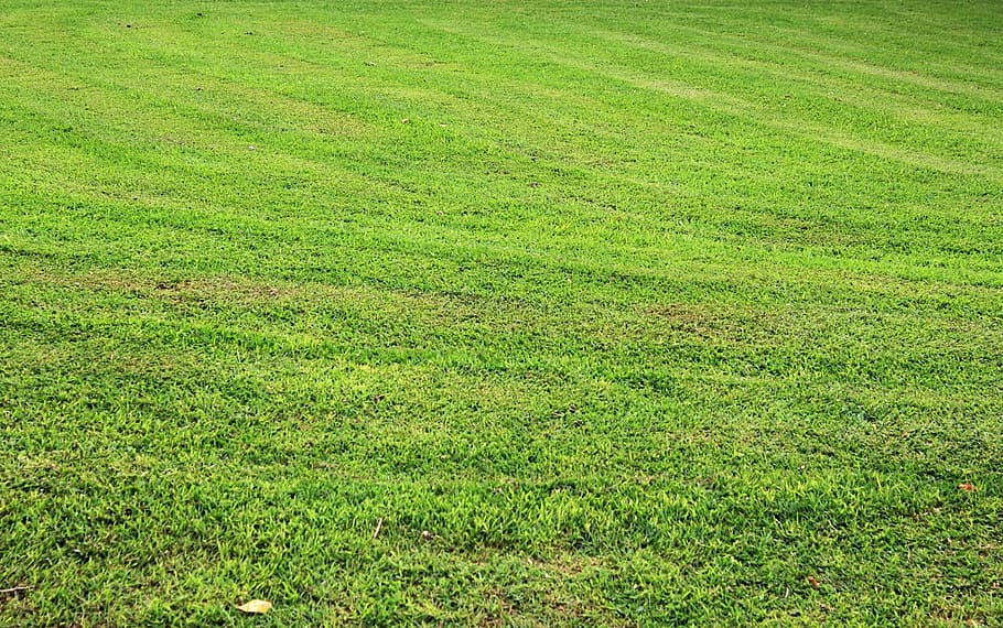 grass background, green grass, leaves, tiny leaves, grass leaves HD wallpaper