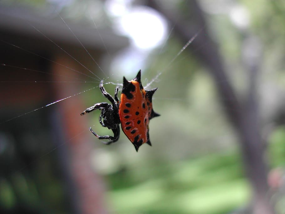 spider, red, black, nature, web, colorful, macro, arachnid HD wallpaper