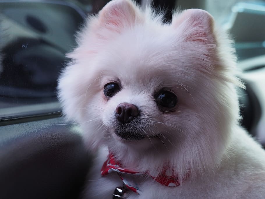 dog, little, vodka, one animal, domestic, pets, animal themes HD wallpaper