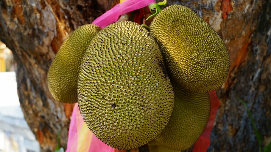 jackfruit on tree, green, thailand fruit, food, asia, nature HD wallpaper