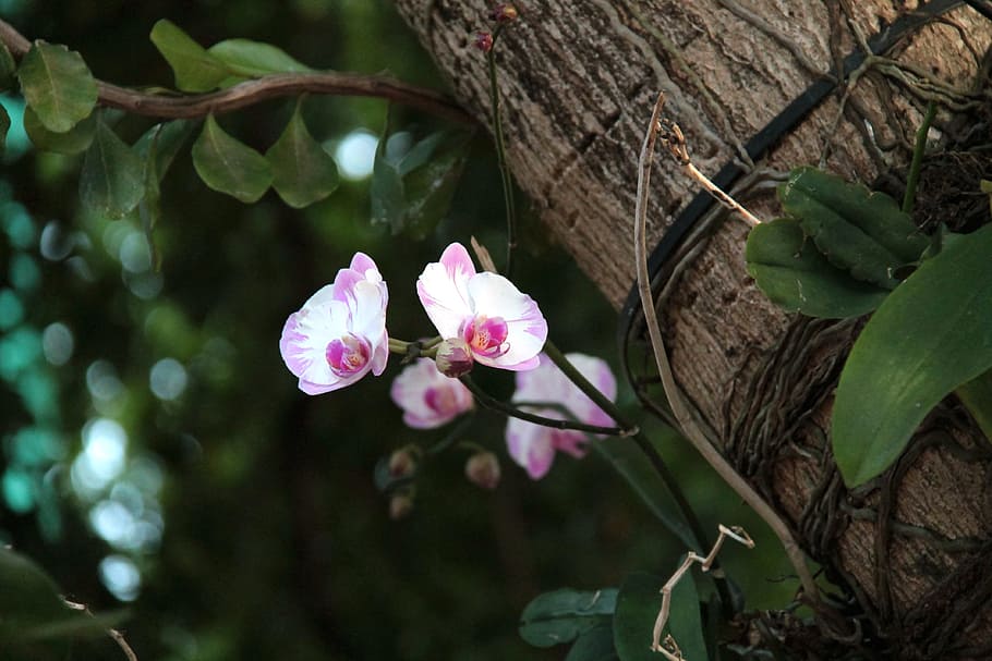 Orchid, Tree, Flower, Spring, Blossom, bloom, nature, park HD wallpaper