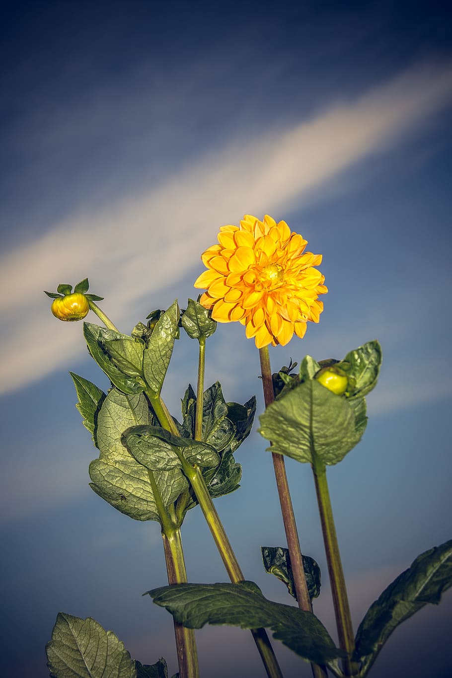 Dahlia, Blossom, Bloom, Asteraceae, autumn, composites, close HD wallpaper