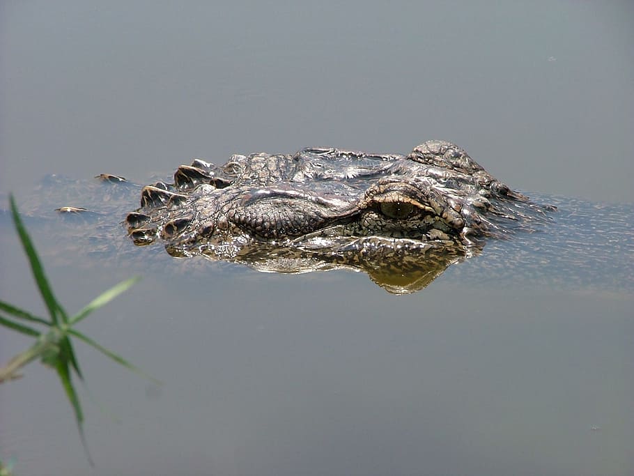 Alligator, Head, Eye, Wildlife, Nature, water, submerged, looking HD wallpaper