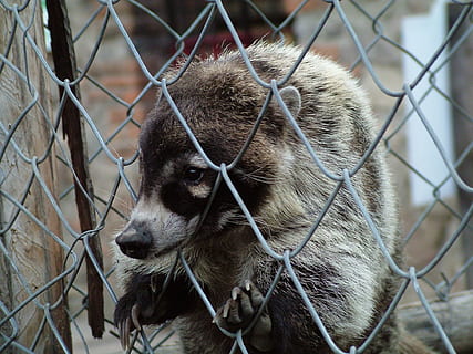 animals, prison, captivity, badger, sadness, nature, animal themes HD wallpaper