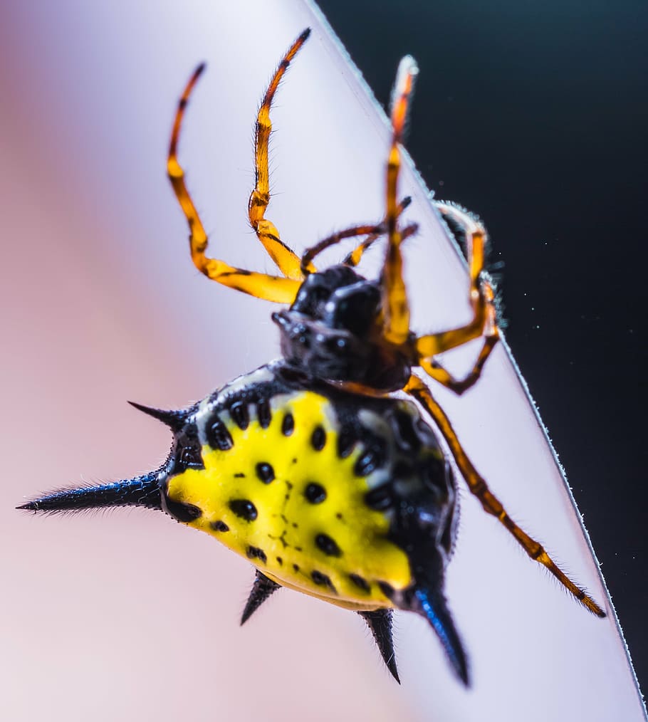 spider, arachnid, insect, close, yellow, exotic, tropical, animal themes HD wallpaper