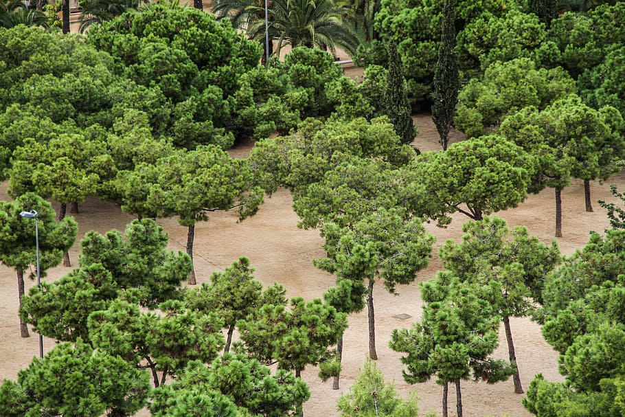 tree, park, green, summer, plant, green color, growth, nature HD wallpaper