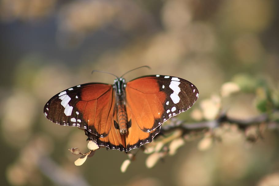 butterfly, nature, insect, butterfly - Insect, animal, animal Wing HD wallpaper