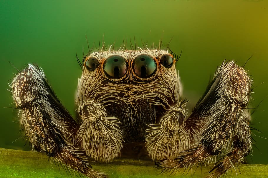 macro photography of gray jumping spider, jumper, nature, insect