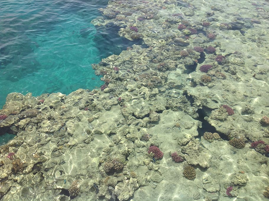 sea, barrier reef, corals, water, rock, high angle view, beauty in nature HD wallpaper
