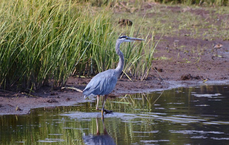 HD wallpaper: blue, heron, water, bird, river, blue heron, feathered ...