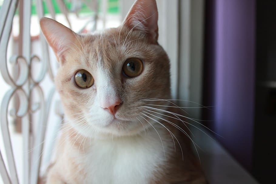 cat, window, whiskers, domestic Cat, pets, animal, cute, looking HD wallpaper
