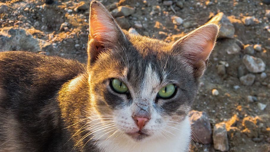 cat, stray, staring, curious, animal, eyes, tough, nature, mammal HD wallpaper