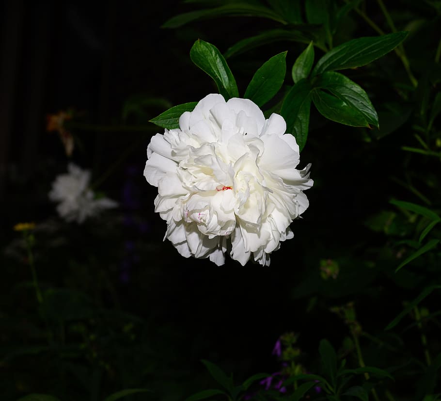 Blossom, Bloom, Flower, Peony, Beautiful, garden, noble, early summer HD wallpaper