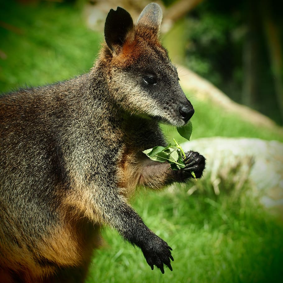 wallaby, kangaroo, eating, animal, animal themes, animal wildlife HD wallpaper