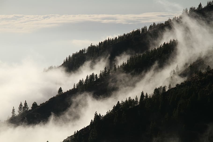 pine trees on mountain with cliouds, fog, forest, mist, mysterious HD wallpaper