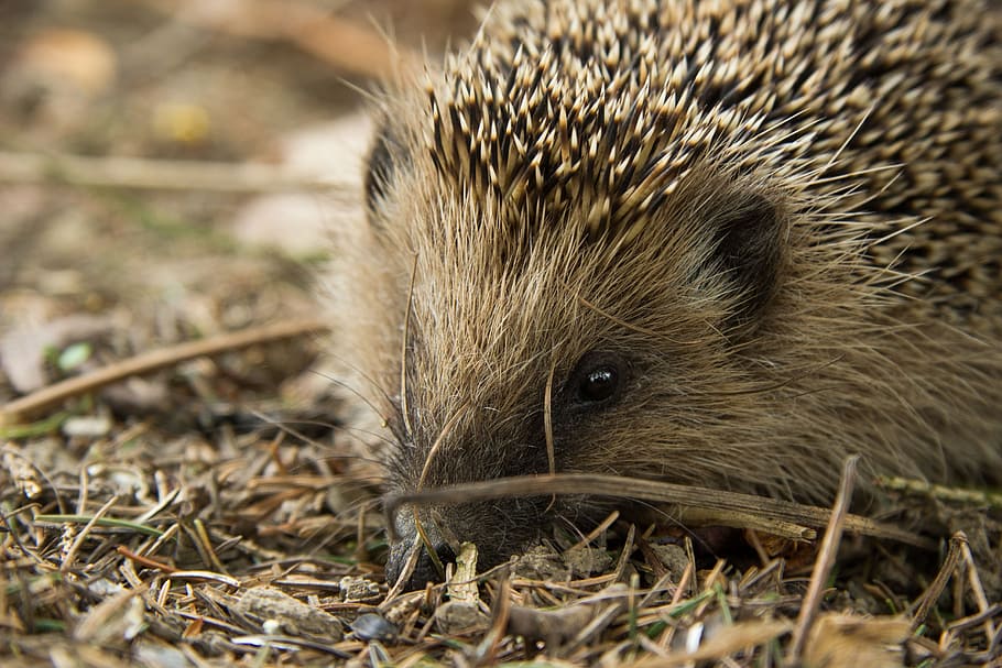 Hedgehog, Animal, Forest, Spur, Cute, hannah, nature, prickly HD wallpaper