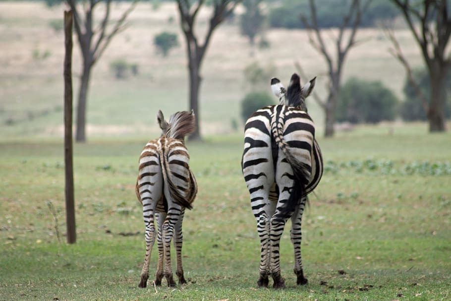Africa, Wildlife, Zebra, animals in the wild, animal wildlife HD wallpaper