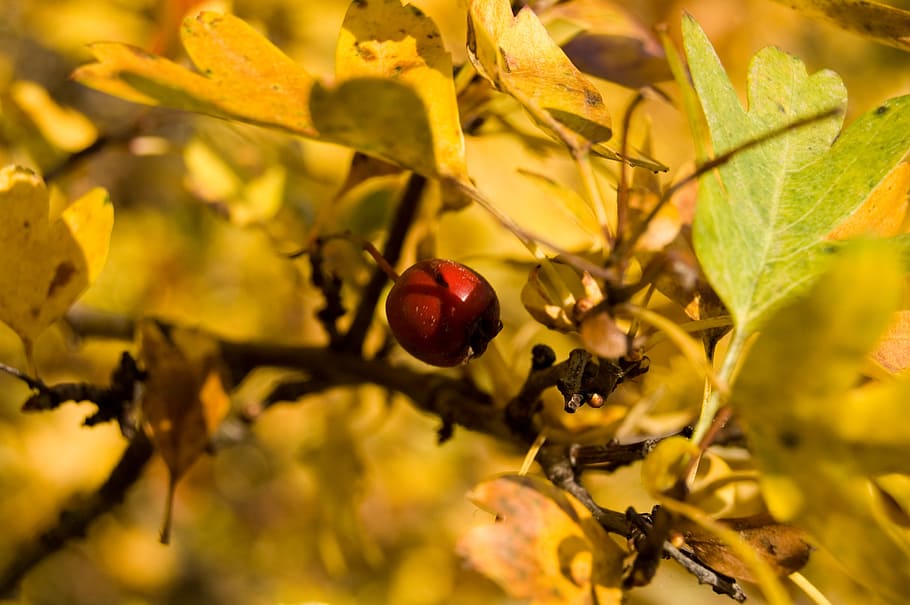 berry, red, autumn, nature, berry red, forest, fruit, wild HD wallpaper